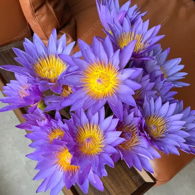 Rare Purple Water Lily Seeds