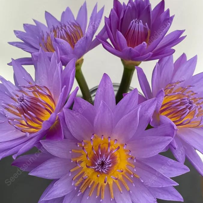 Rare Purple Water Lily Seeds
