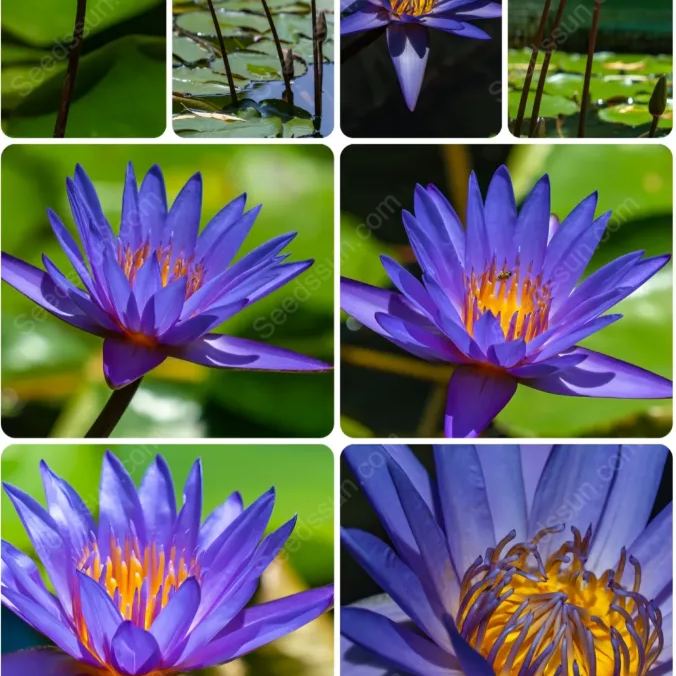 Rare Purple Water Lily Seeds
