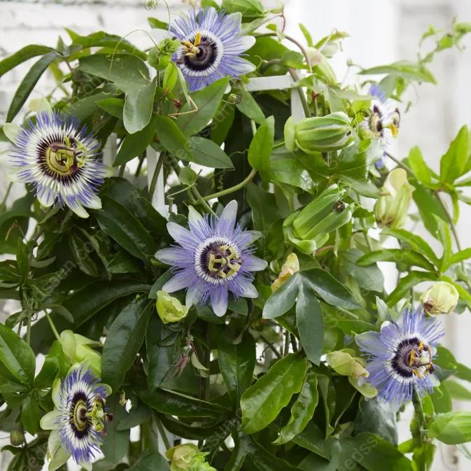 Snowflake Passionflower Seeds - rare plants green potted plants