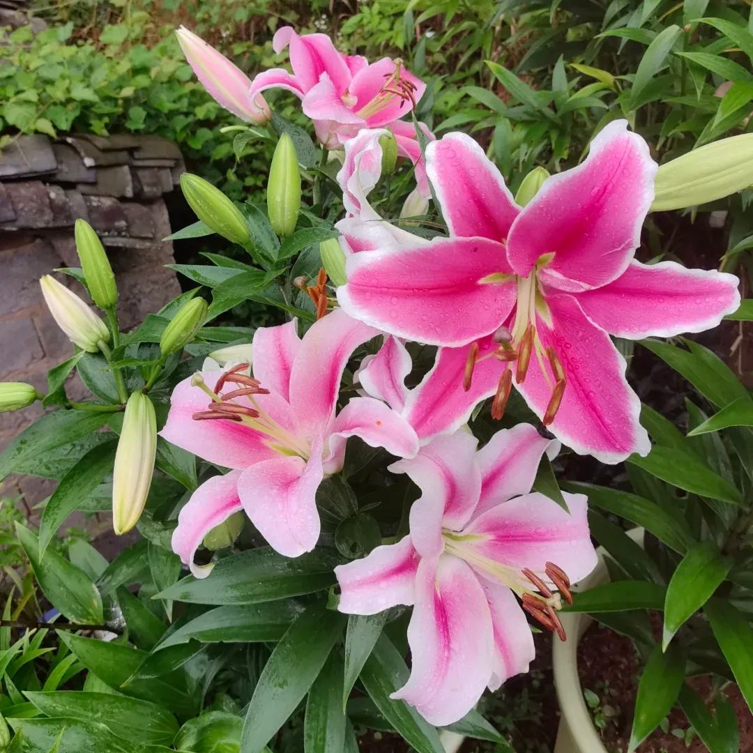 Frontera Lily Bulbs