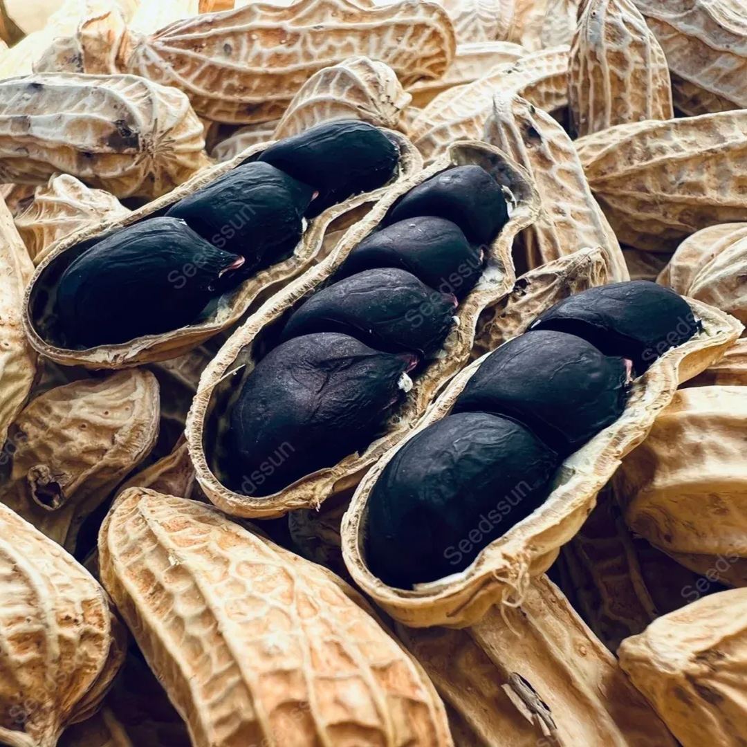 Black Peanut Seeds - High Quality, High Yield, Healthy And Delicious
