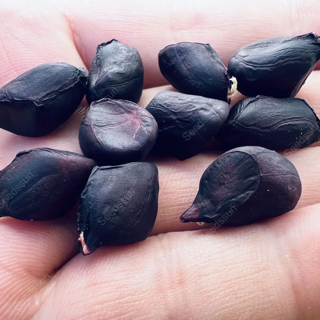 Black Peanut Seeds - High Quality, High Yield, Healthy And Delicious