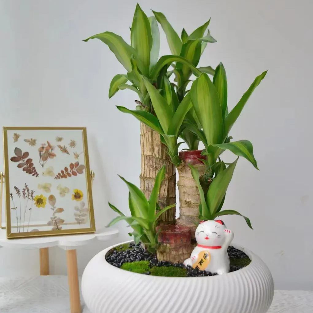 Lucky Brazil Wood Potted Plant