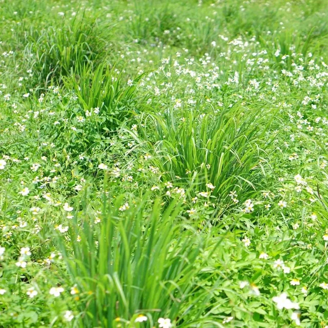 Mosquito Repelling Lemon Grass Plant Seeds