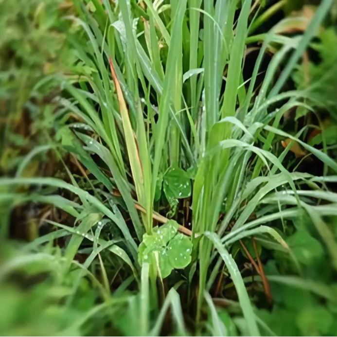Mosquito Repelling Lemon Grass Plant Seeds