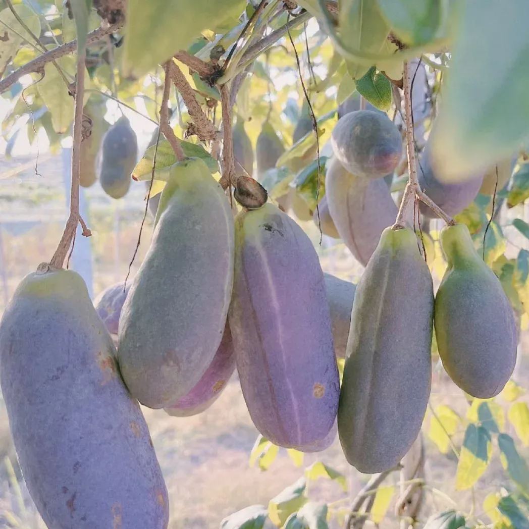 Holboellia Latifolia Seeds