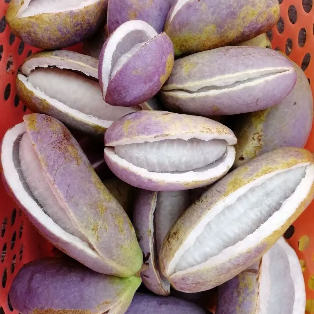 Holboellia Latifolia Seeds