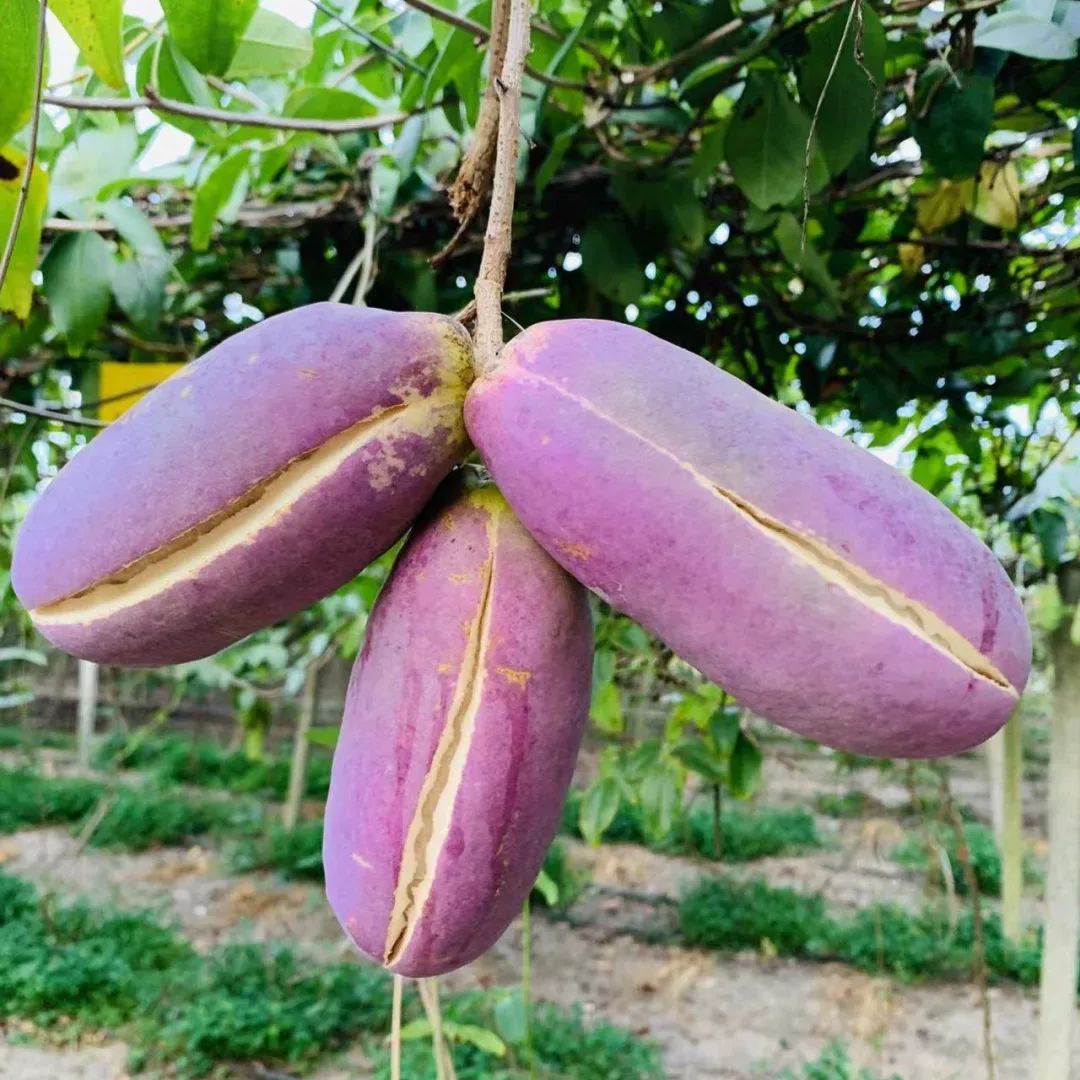 Holboellia Latifolia Seeds