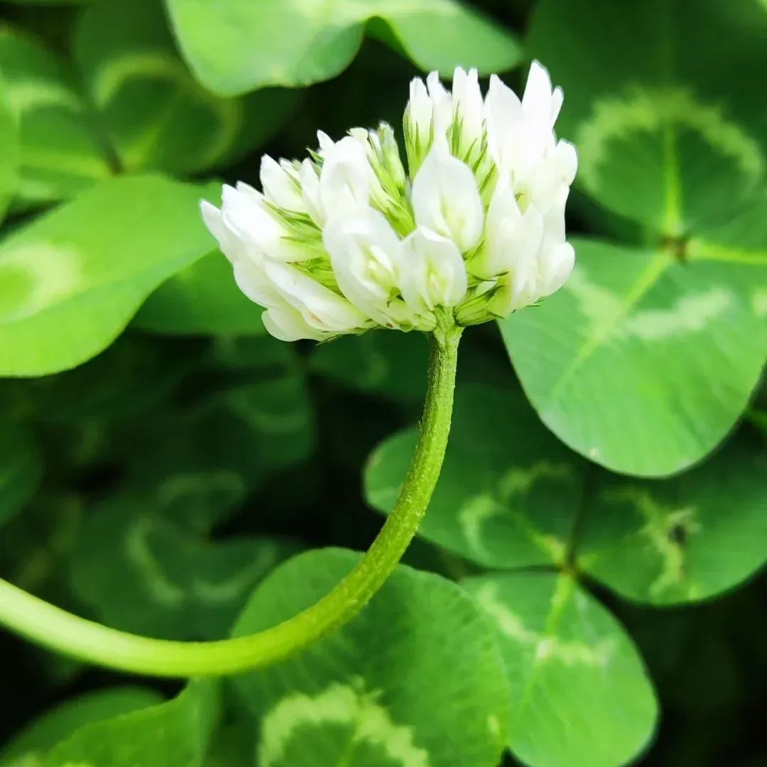 Clover Seeds