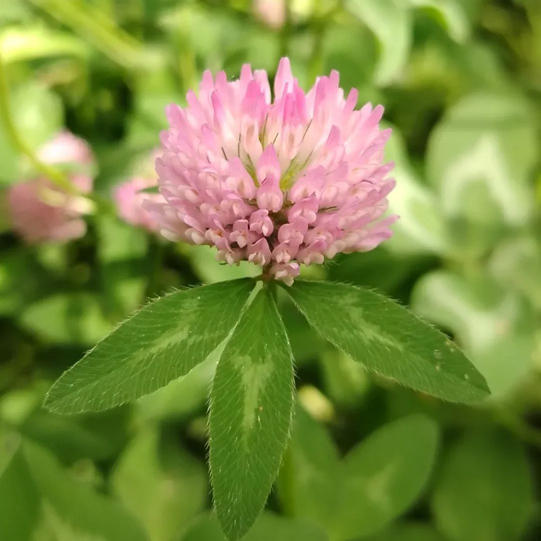 Clover Seeds
