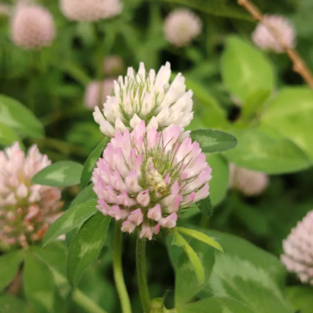 Clover Seeds