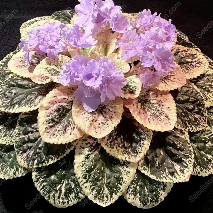African Violet Seeds