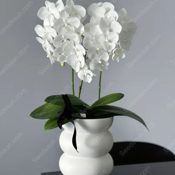 🦋Macaroon Cocktail Phalaenopsis