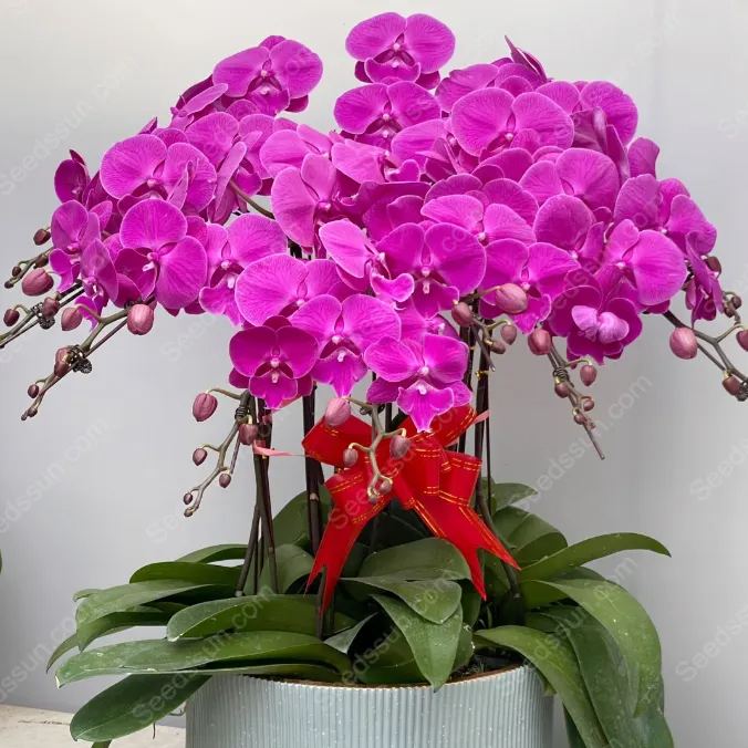 🦋Macaroon Cocktail Phalaenopsis