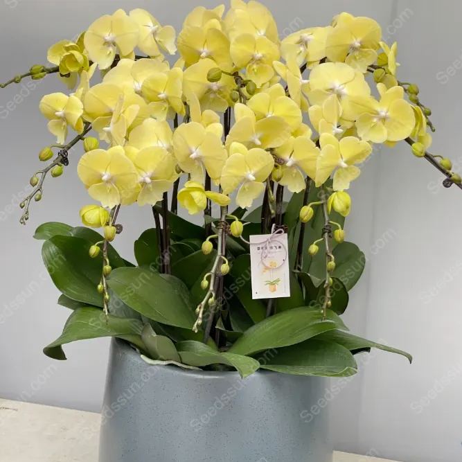 🦋Macaroon Cocktail Phalaenopsis