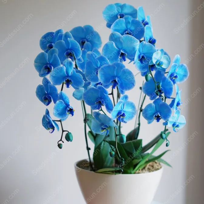 🦋Macaroon Cocktail Phalaenopsis