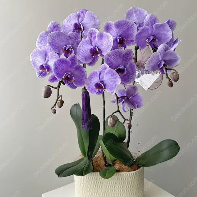 🦋Macaroon Cocktail Phalaenopsis