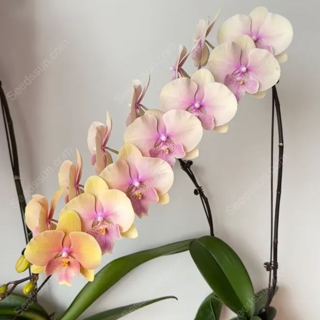 Elegant Big Tongue Phalaenopsis Seeds