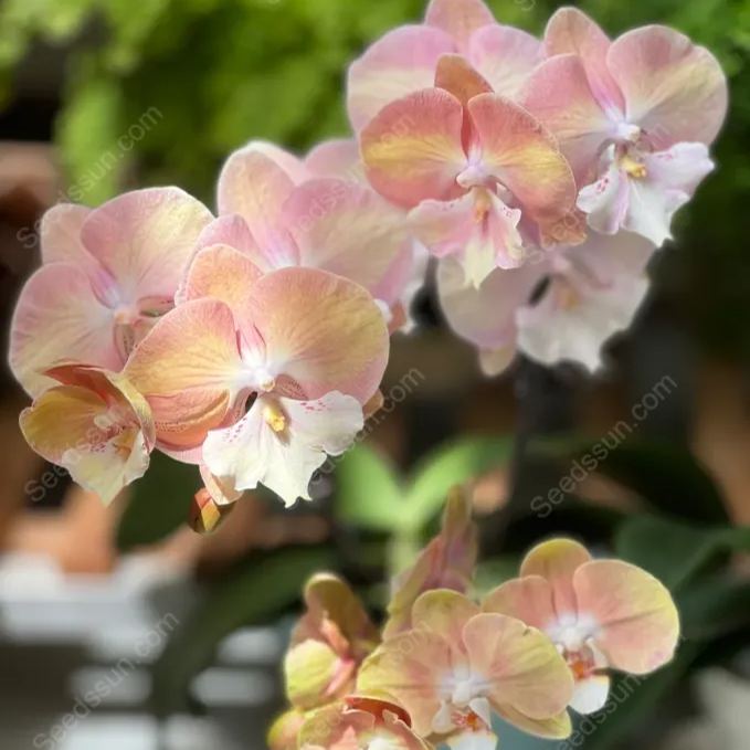 Elegant Big Tongue Phalaenopsis Seeds