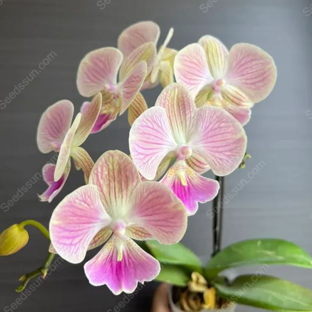 Elegant Big Tongue Phalaenopsis Seeds