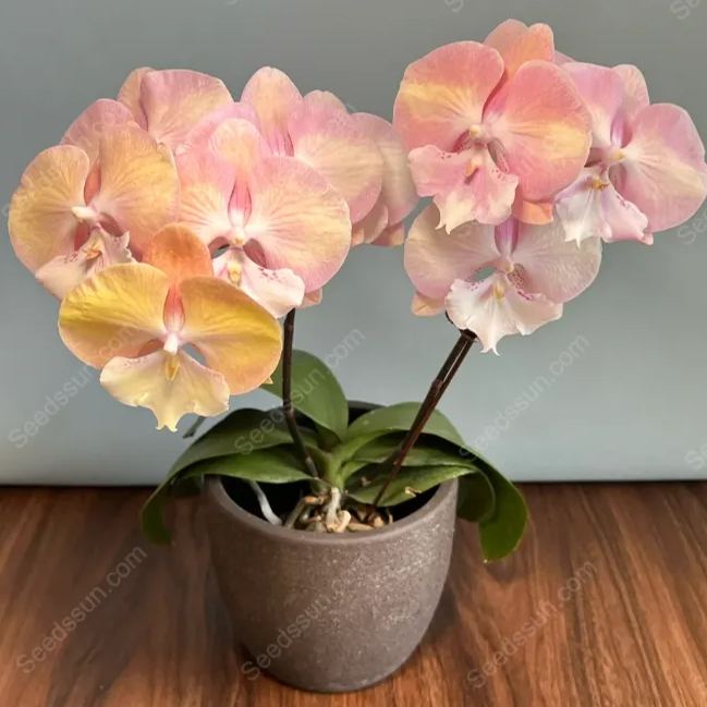 Elegant Big Tongue Phalaenopsis Seeds