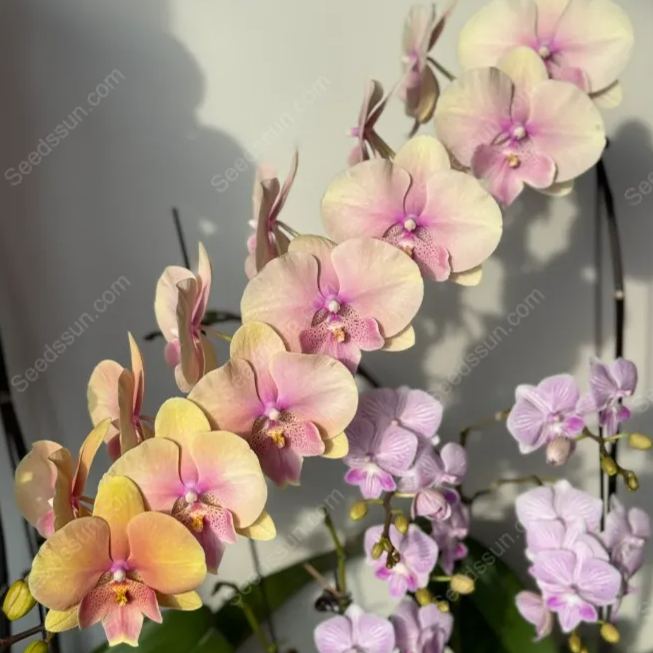 Elegant Big Tongue Phalaenopsis Seeds
