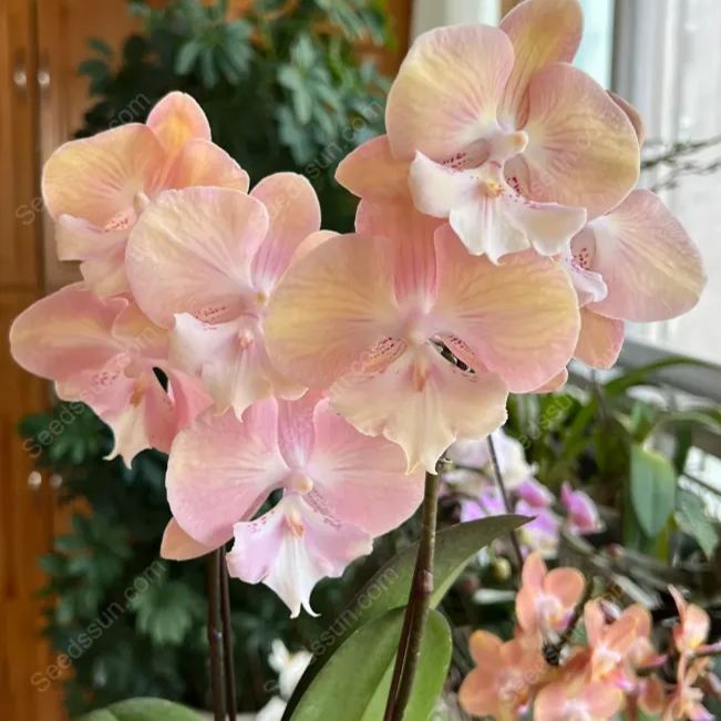 Elegant Big Tongue Phalaenopsis Seeds