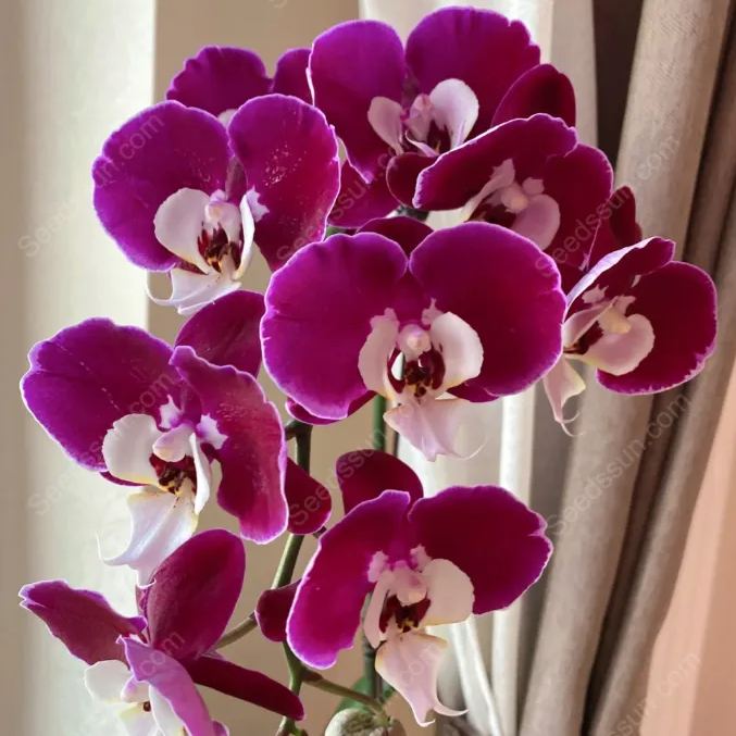 Michelle Phalaenopsis Seeds