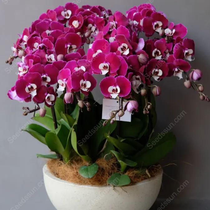 Michelle Phalaenopsis Seeds