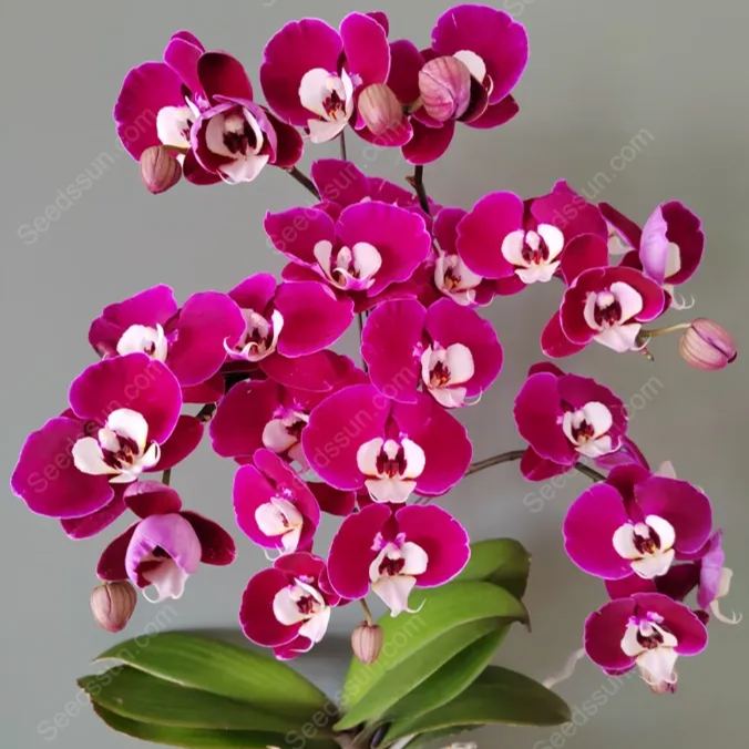 Michelle Phalaenopsis Seeds