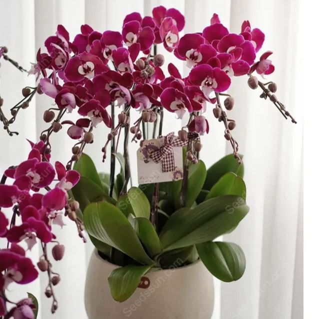 Michelle Phalaenopsis Seeds