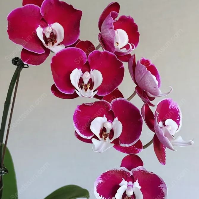 Michelle Phalaenopsis Seeds