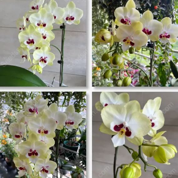 1839 Phalaenopsis Seeds