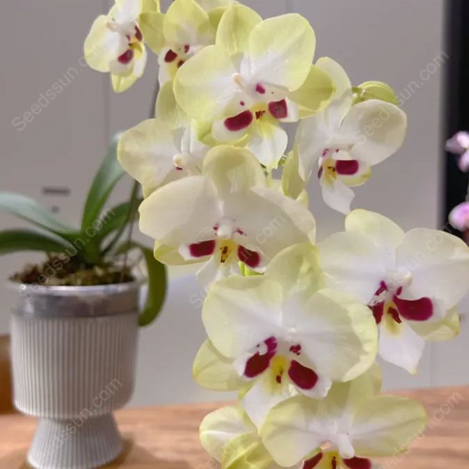 1839 Phalaenopsis Seeds