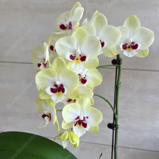 1839 Phalaenopsis Seeds