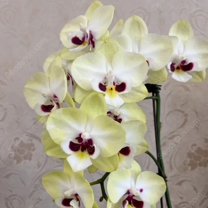 1839 Phalaenopsis Seeds