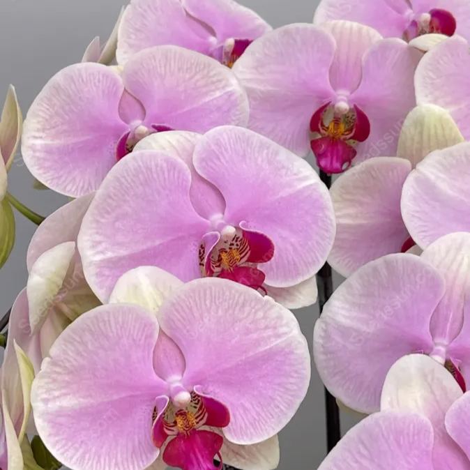 Mona Lisa Phalaenopsis Seeds