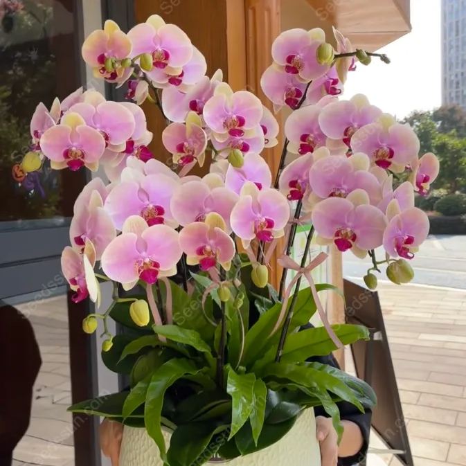 Mona Lisa Phalaenopsis Seeds