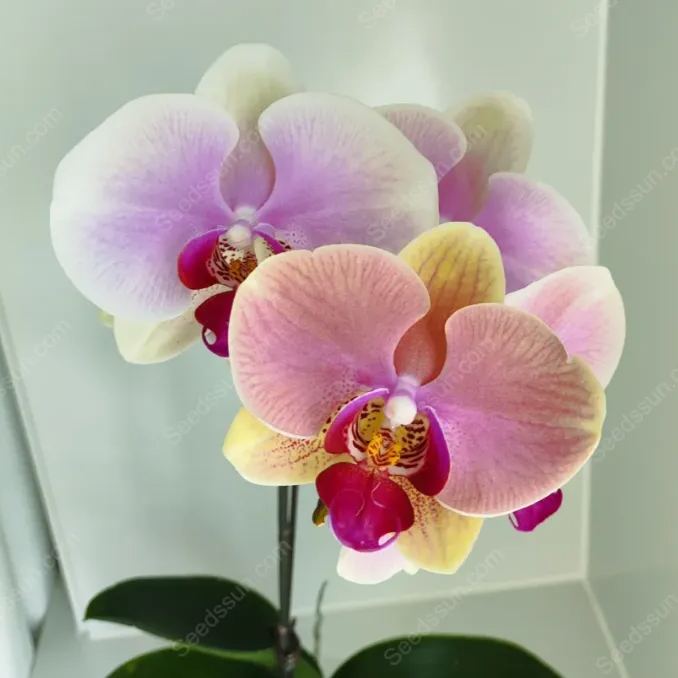 Mona Lisa Phalaenopsis Seeds