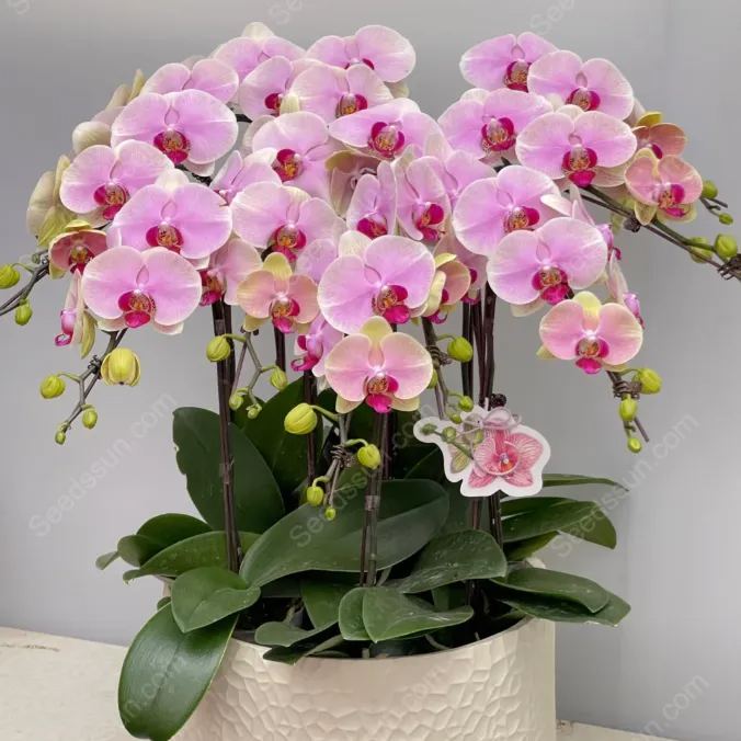 Mona Lisa Phalaenopsis Seeds