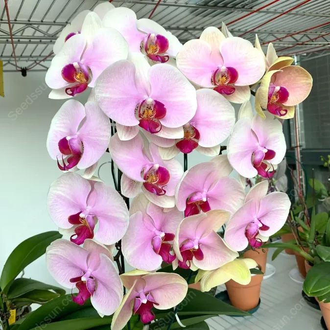 Mona Lisa Phalaenopsis Seeds