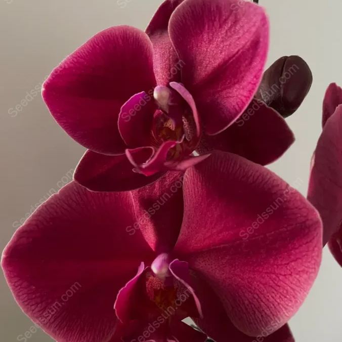 Phalaenopsis Orchid Seeds
