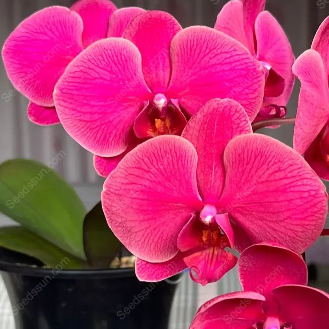 Phalaenopsis Orchid Seeds