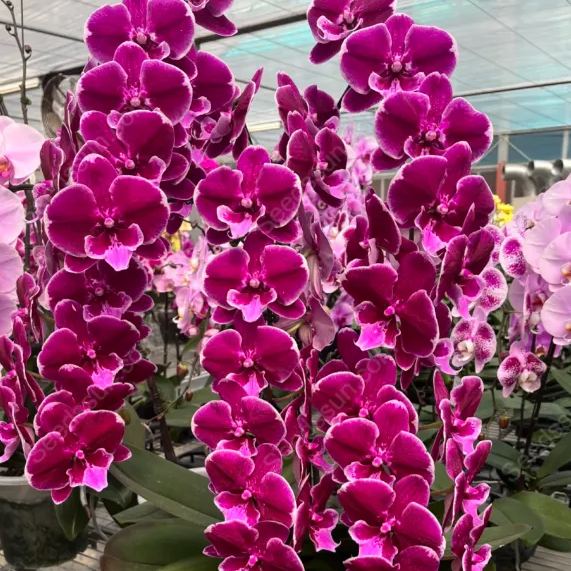 Phalaenopsis Orchid Seeds