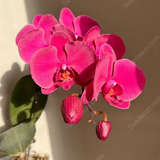 Phalaenopsis Orchid Seeds