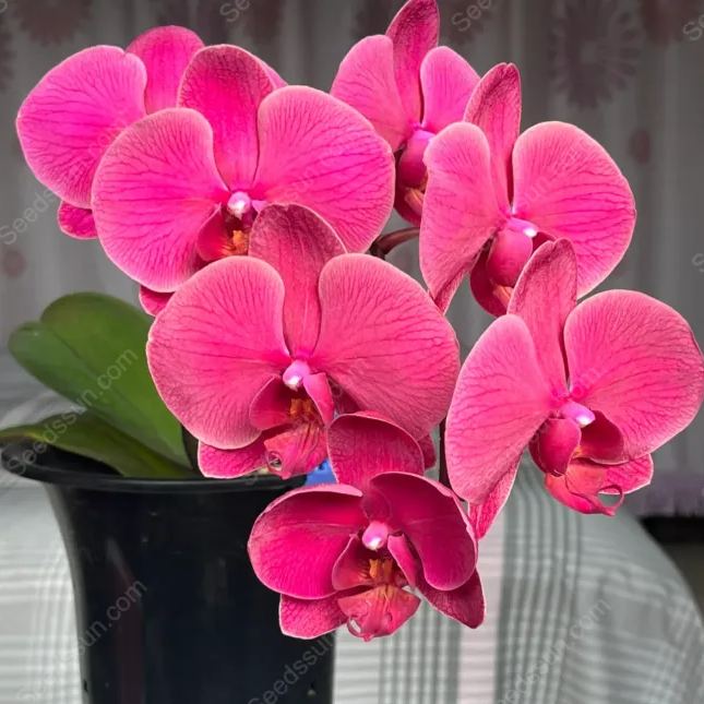 Phalaenopsis Orchid Seeds