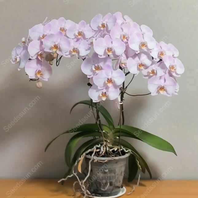 Aalborg Phalaenopsis Seeds