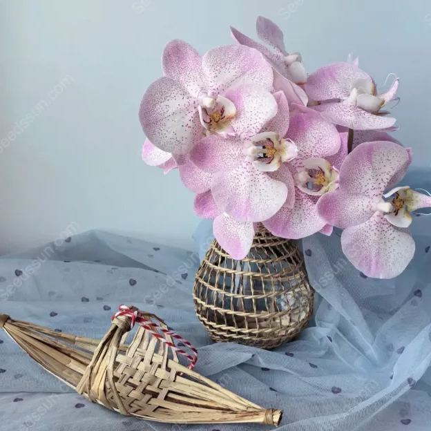 Aalborg Phalaenopsis Seeds