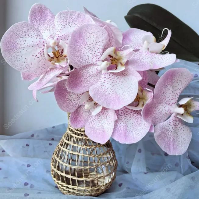 Aalborg Phalaenopsis Seeds
